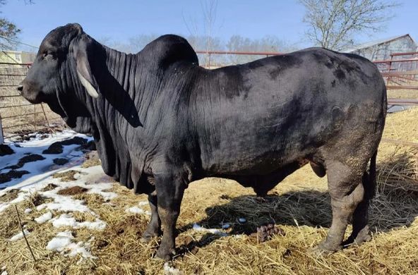 Black Brahman bull standing in a snowy pasture with hay and bare trees