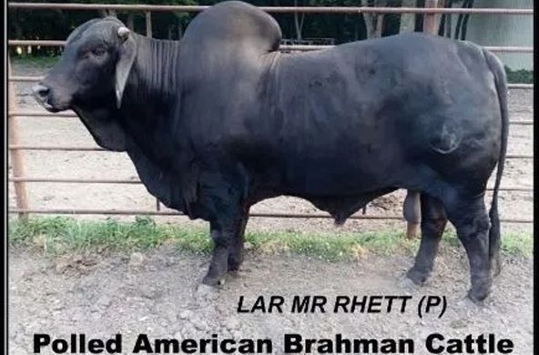 Black Polled American Brahman bull standing in a pen with text label underneath.