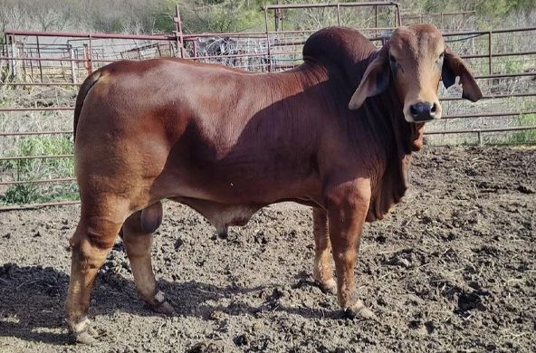 Brown calf standing in a muddy paddock near a fence, with long drooping ears