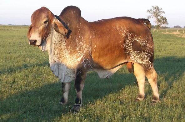 Brown-and-white Brahman cow standing in a grassy field