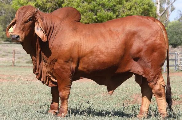 Brown Brahman bull standing in a grassy field, side view