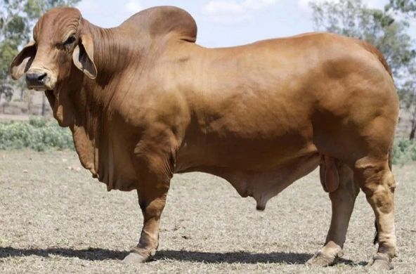 Brown Brahman bull standing in a dry field