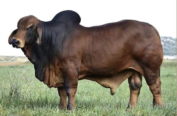 Brown Brahman bull standing in a grassy field