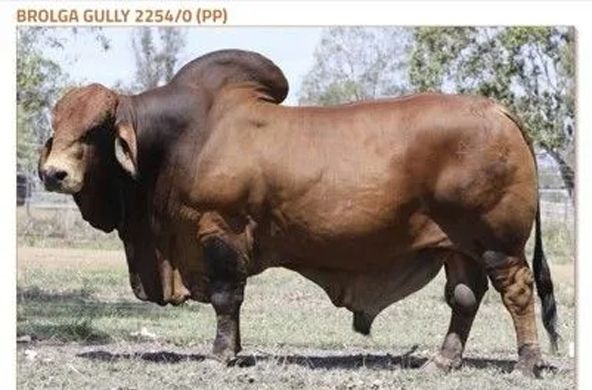 Large brown Brahman bull standing in a grassy field, side view, with trees in the background.