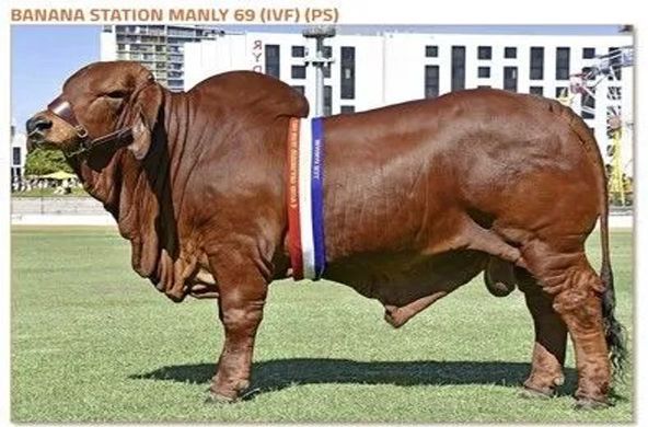 Brown bull on grass at a show, wearing a ribbon and halter, with banners in the background