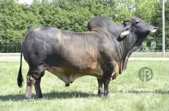 Black bull standing in a grassy field with trees and fence in the background