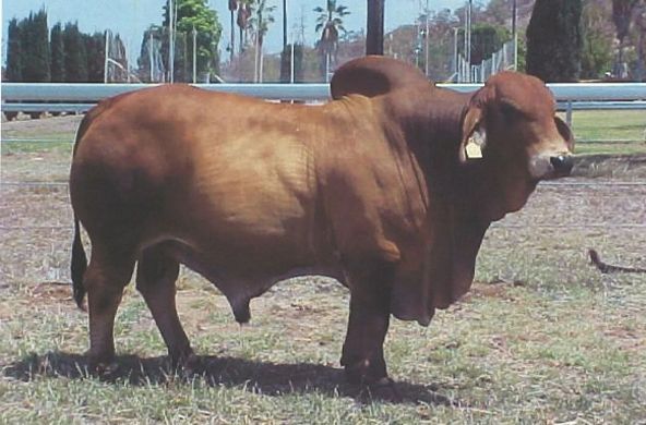 Brown bull standing in a grassy field near a fence and trees