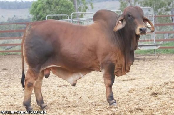 Brown bull standing in a fenced dirt pen, side view, with long ears and drooping dewlap