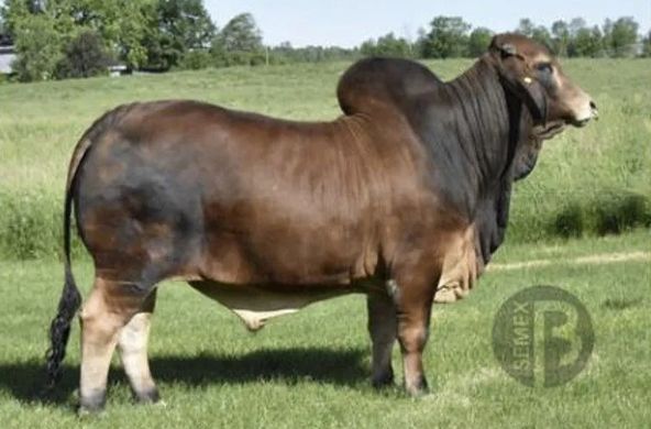 Brown Brahman bull standing in a grassy field with trees in the background