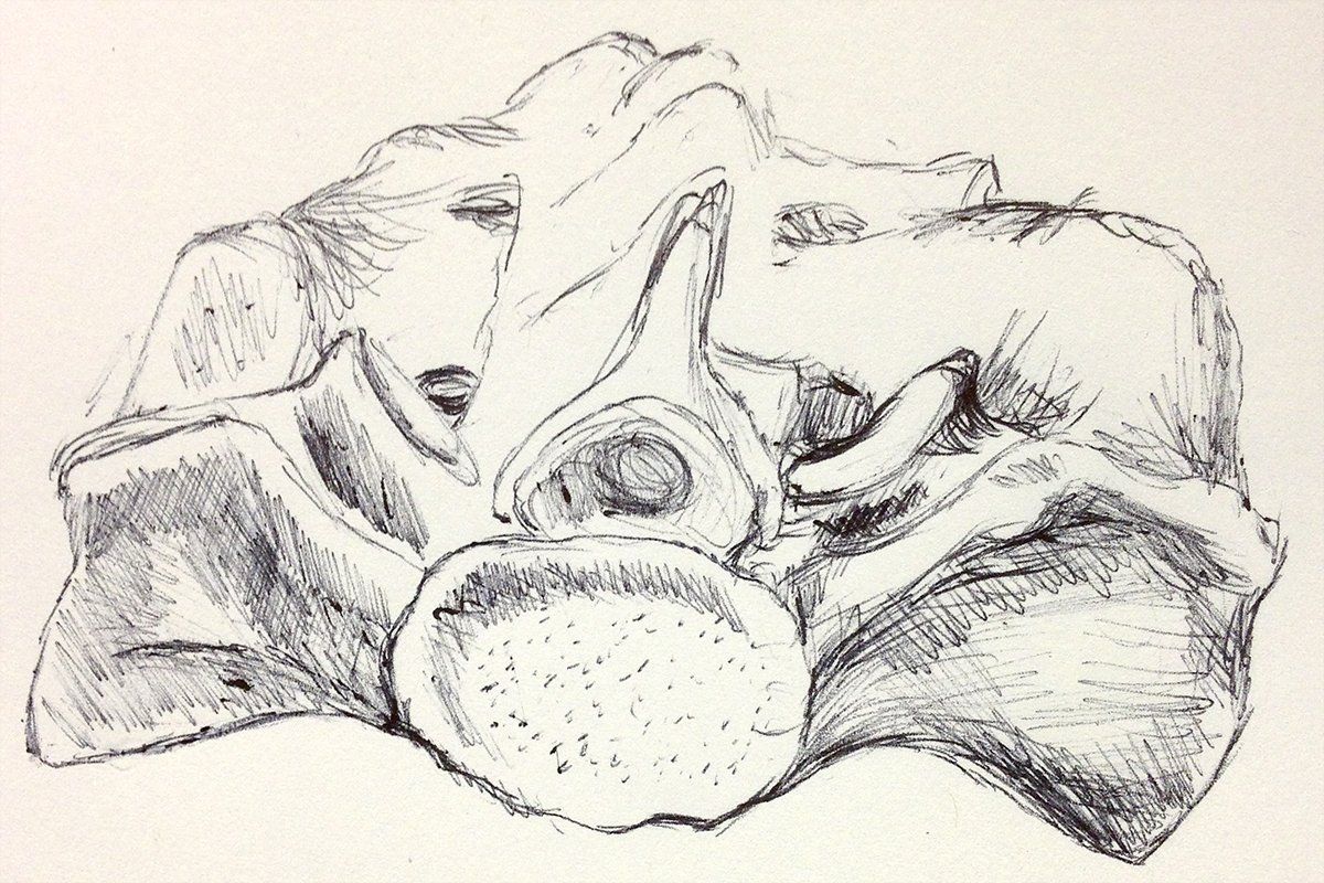 Pen sketch of sacrum