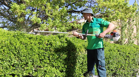 Worker trimming a tall green hedge with electric shears in a sunny garden
