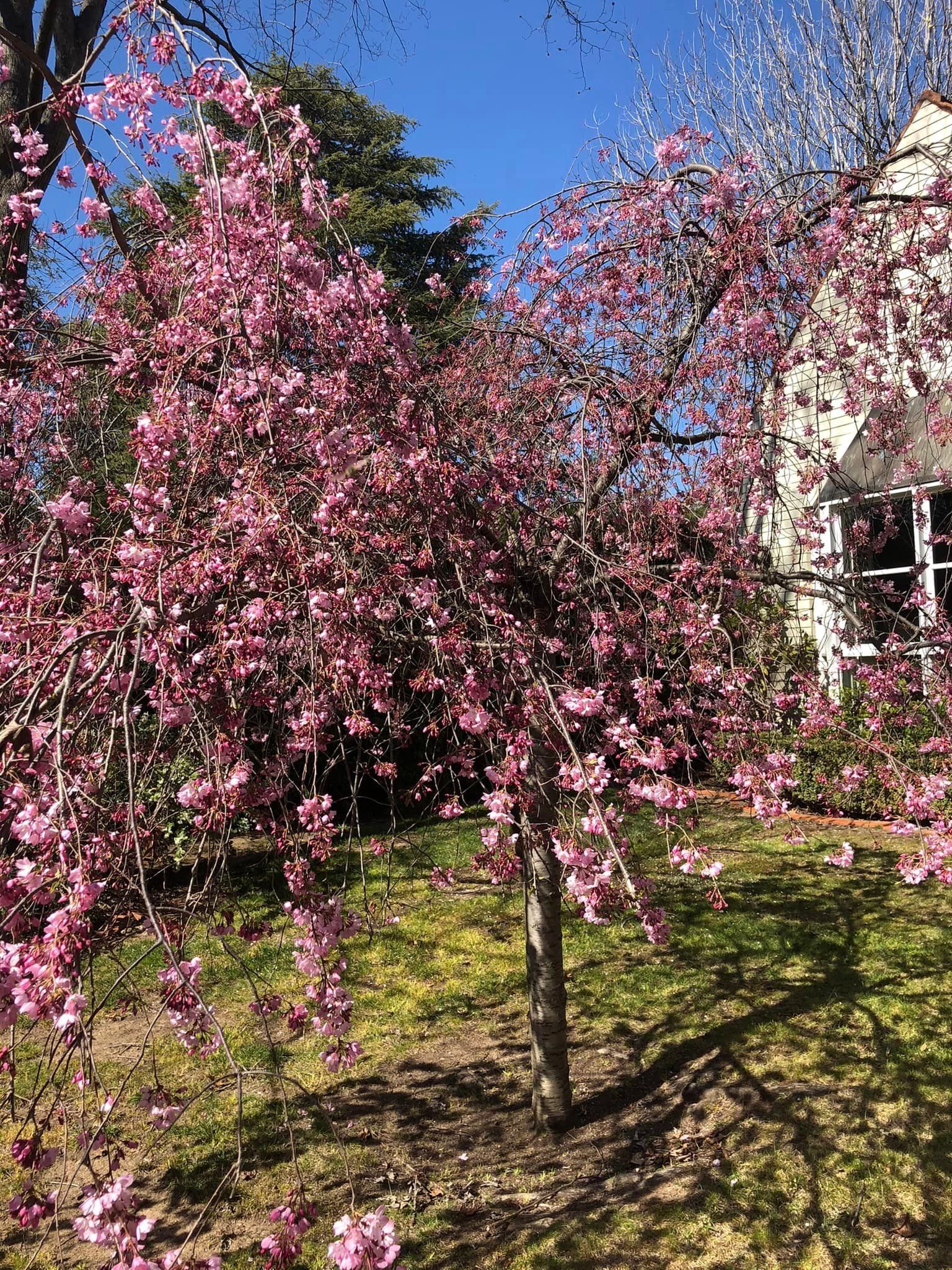 A cherry blossom tree with pink flowers in a garden in front of a house.
