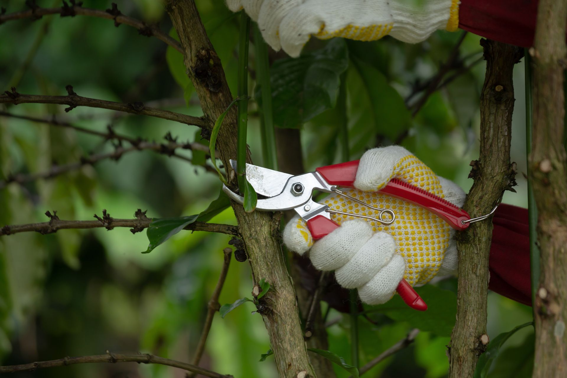 A person is pruning a tree.