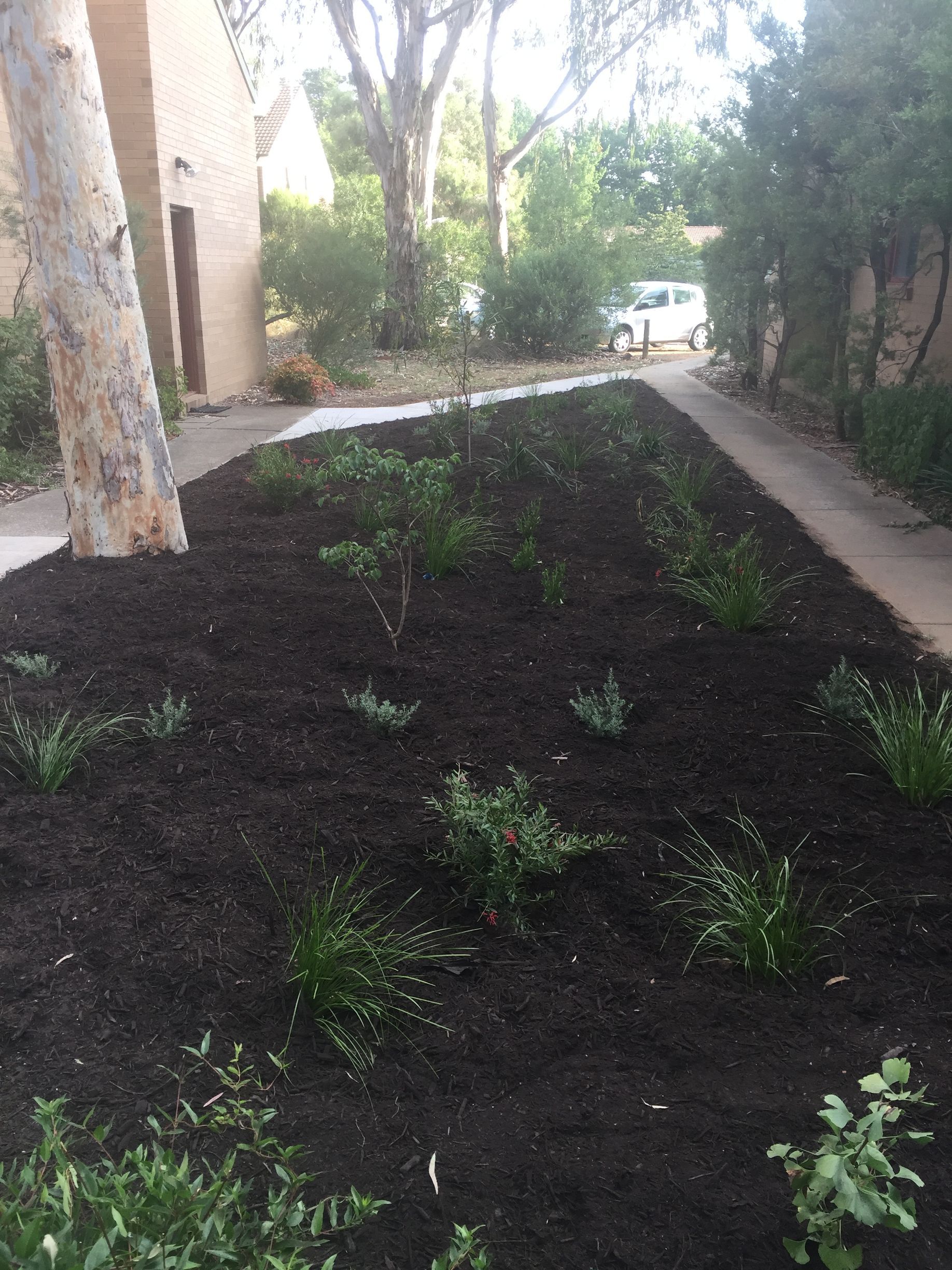 Garden bed with dark soil and small plants beside a building, bordered by sidewalks and trees