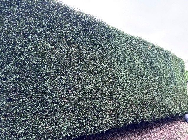 Professional pruning services Canberra ACT for neatly trimmed residential hedges.