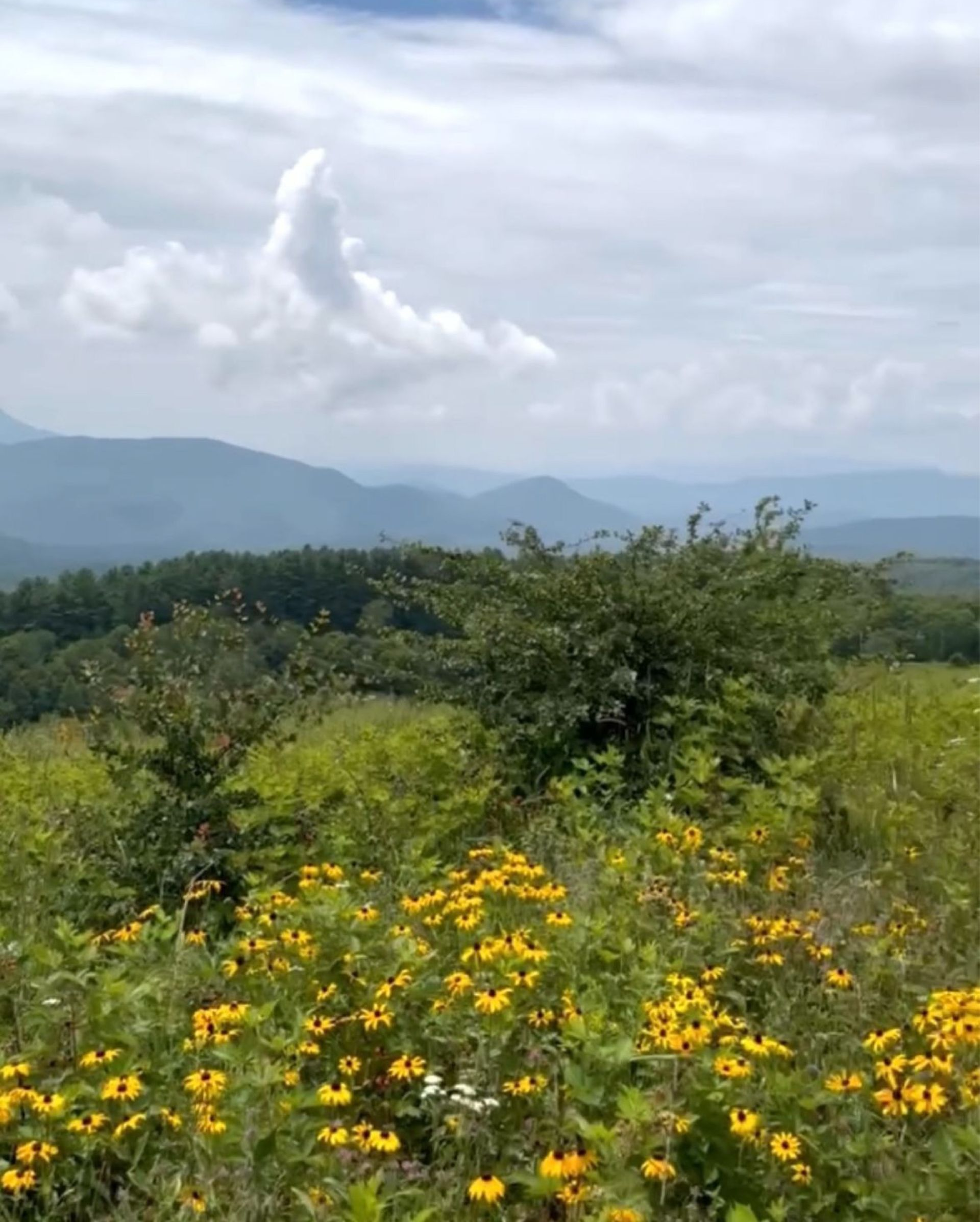 A field of yellow wildflowers in the foreground, with rolling blue mountains under a cloudy sky in the background.