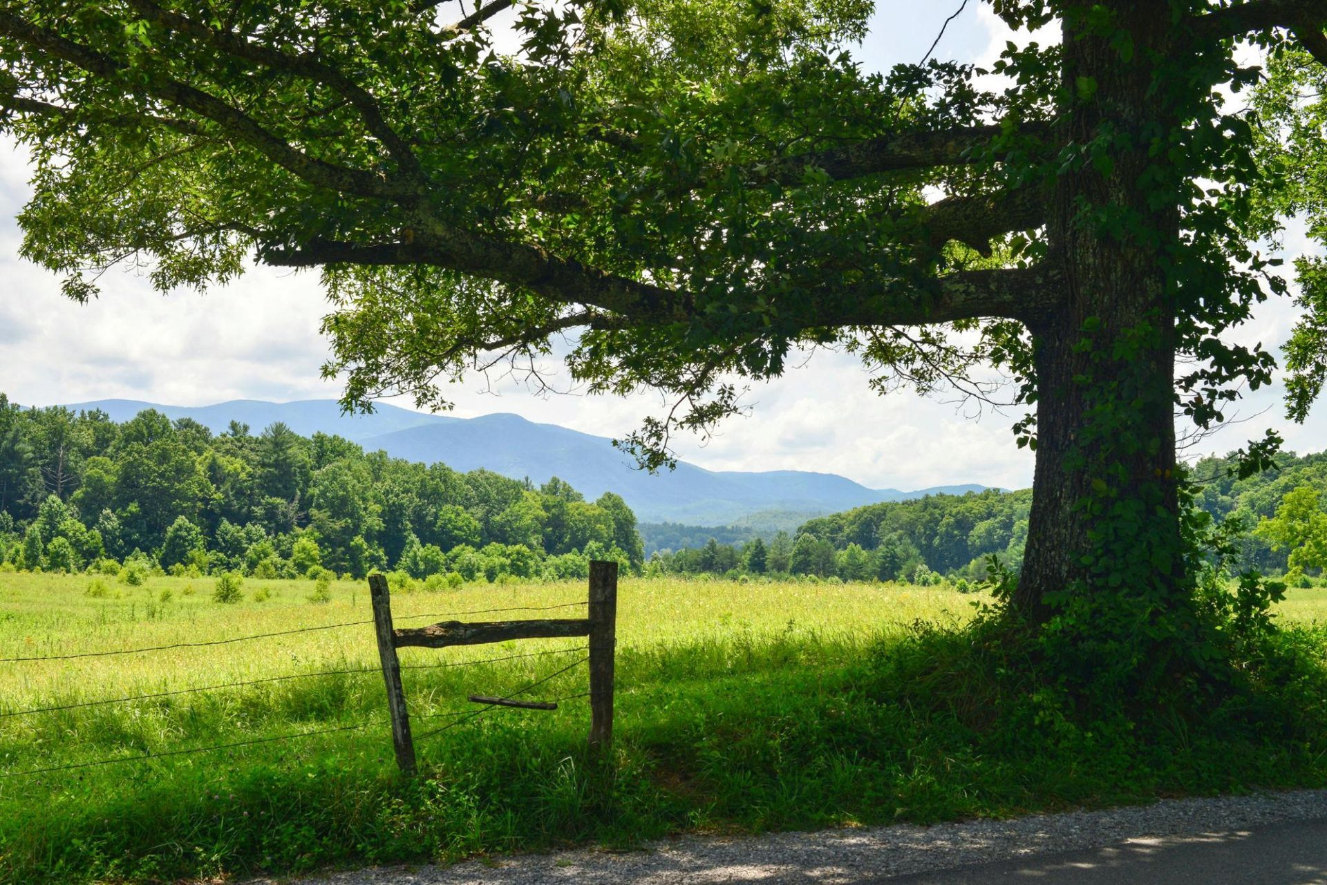 Shaded green field with a wooden gate, large tree, and mountains in the distance