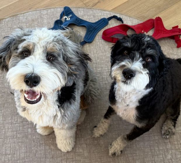 Happy DogWatch customers — Earl Outdoor Solutions Omaha