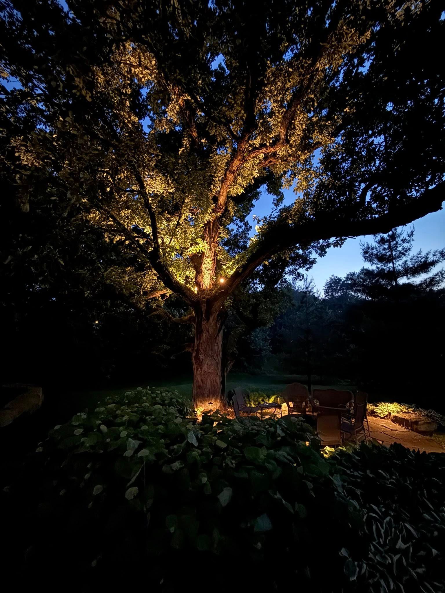 Large tree lit by warm lights in a dark garden at dusk, with plants and seating below in West Omaha