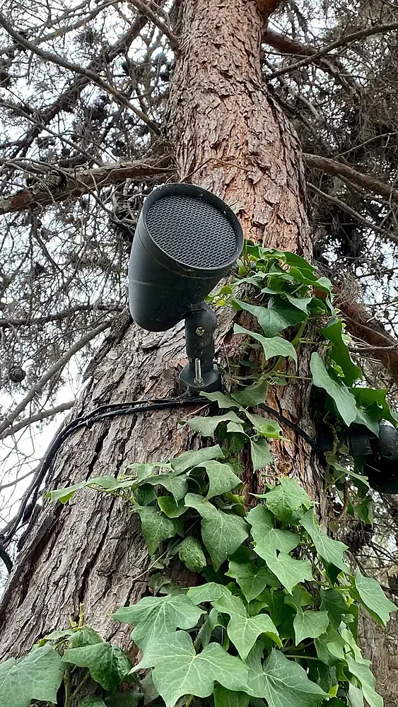Sonance outdoor speaker installed in tree — outdoor audio system Omaha NE