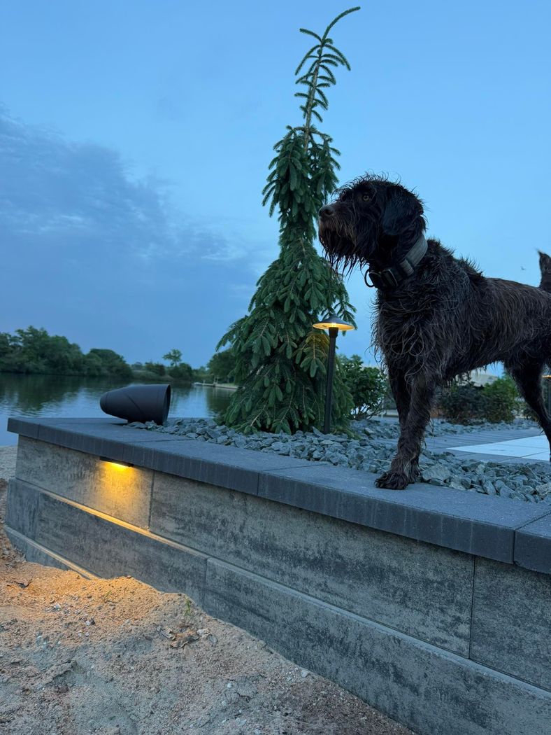 Black dog in Fremont standing on a lit stone wall at dusk by Earl Outdoor Solutions