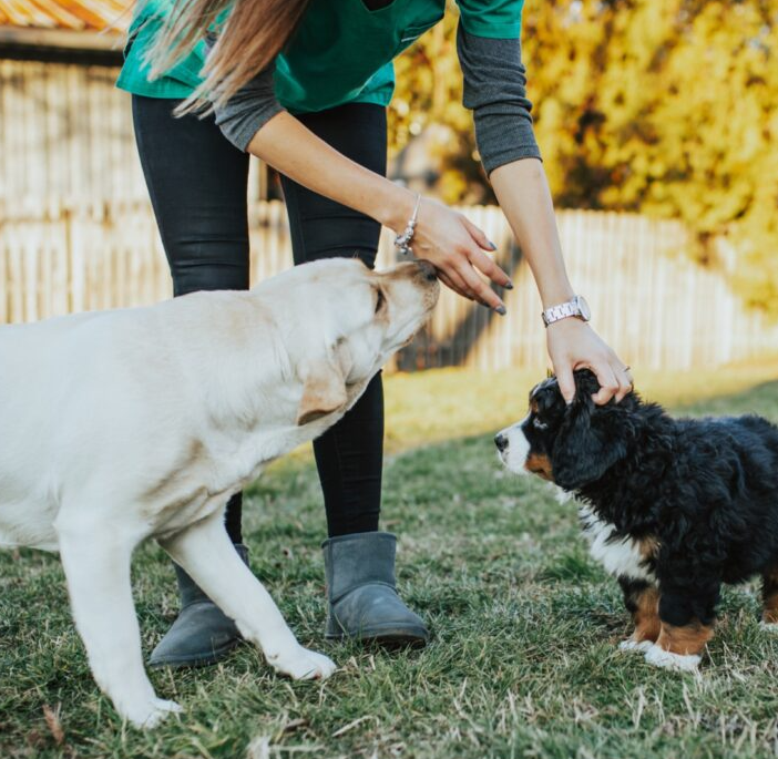 Happy pet owners with dogs safe in yard — DogWatch hidden fence by Earl Outdoor Solutions