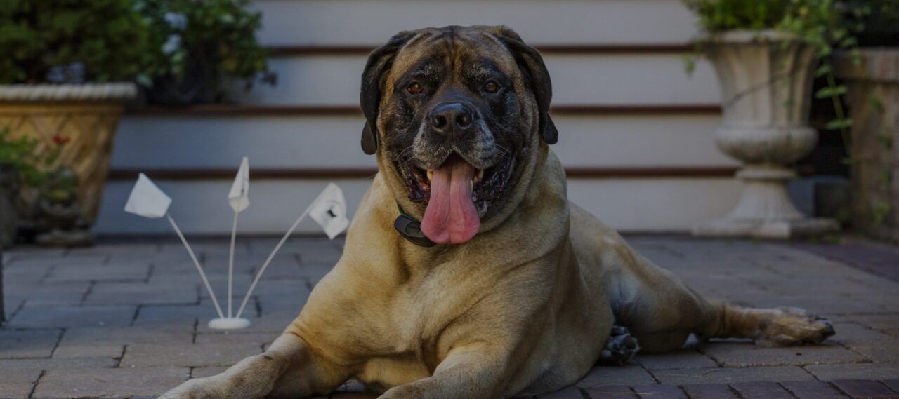 Dog relaxing safely in yard — DogWatch hidden fence installation by Earl Outdoor Solutions