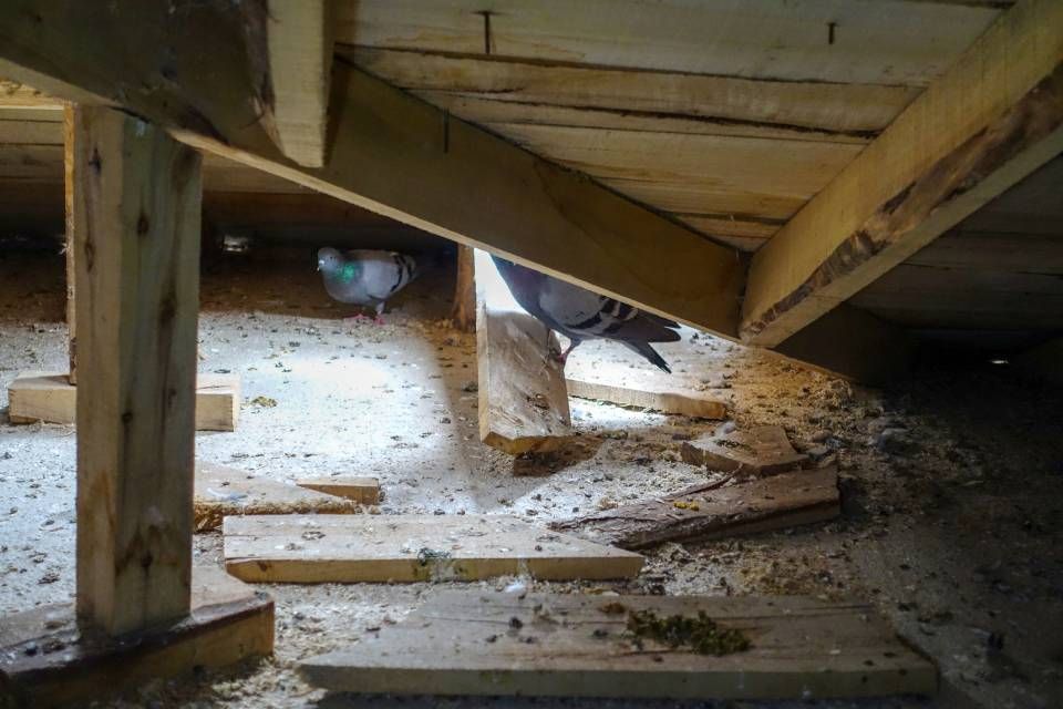 guano di piccione in un sottotetto