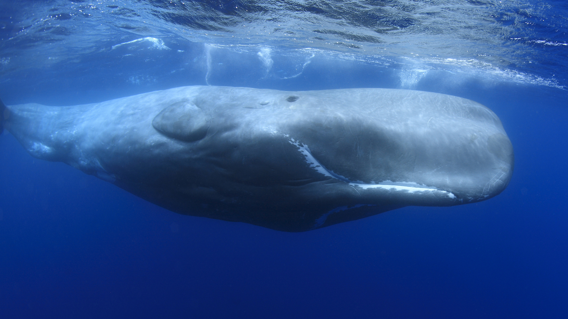 A sperm whale is swimming in the ocean.