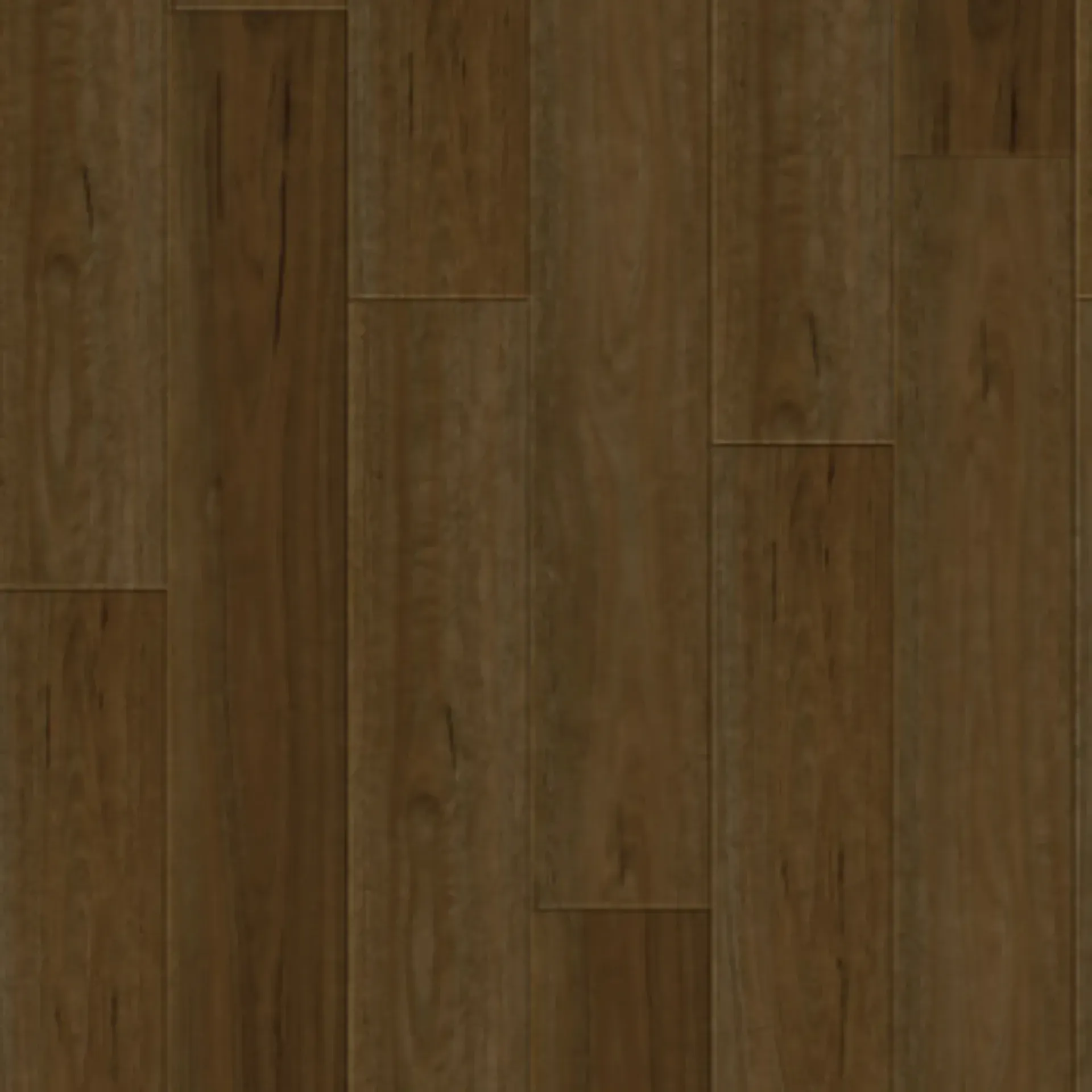 Coastal Spotted Gum