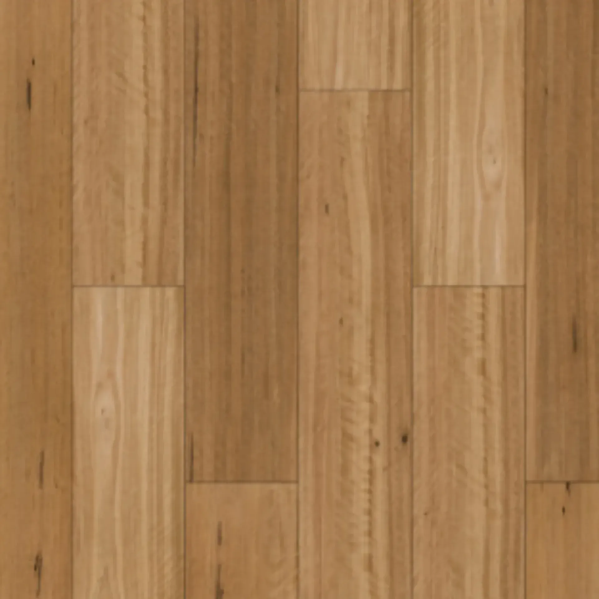 Mountain Blackbutt