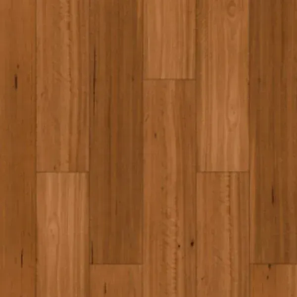 Sydney Blue Gum