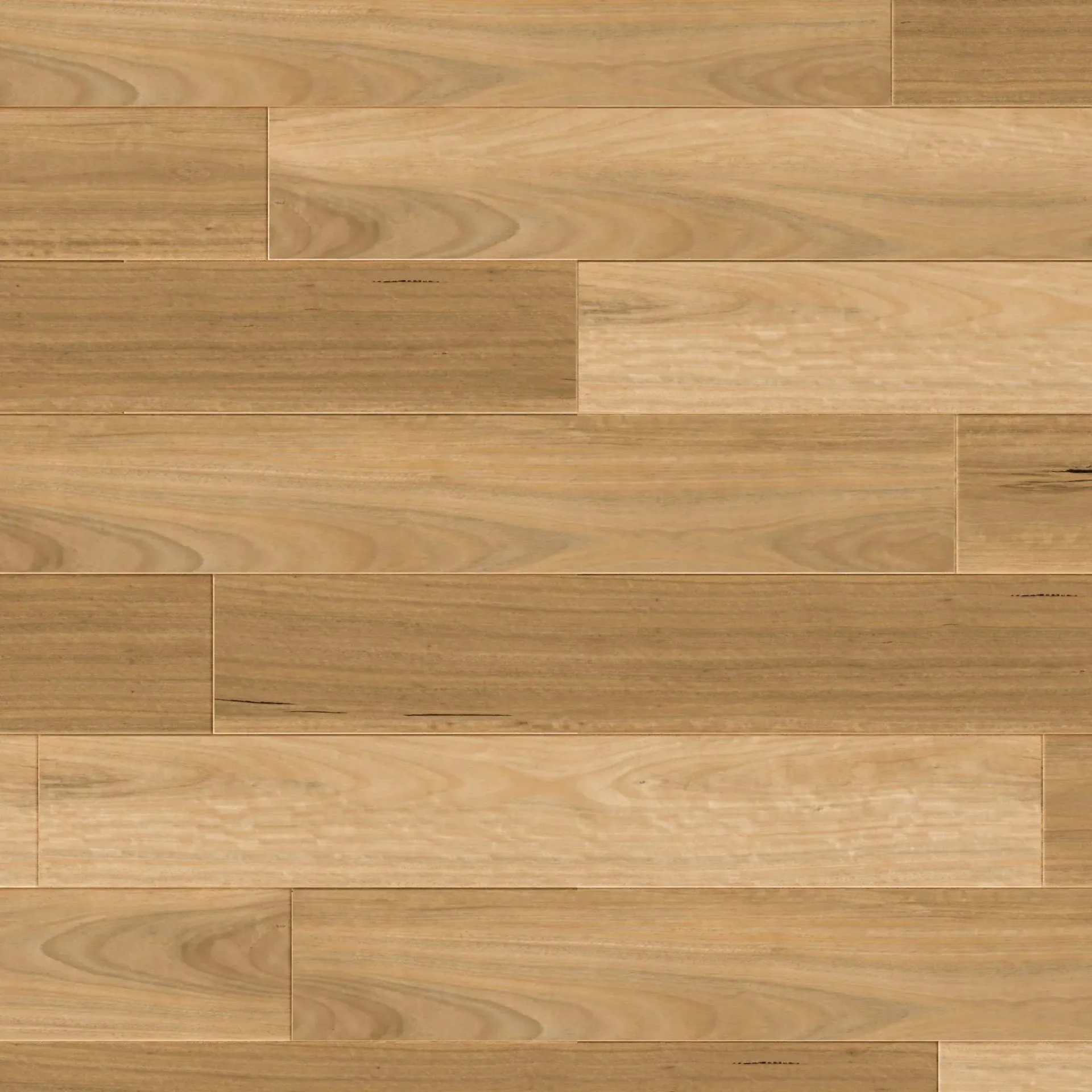Blackbutt
