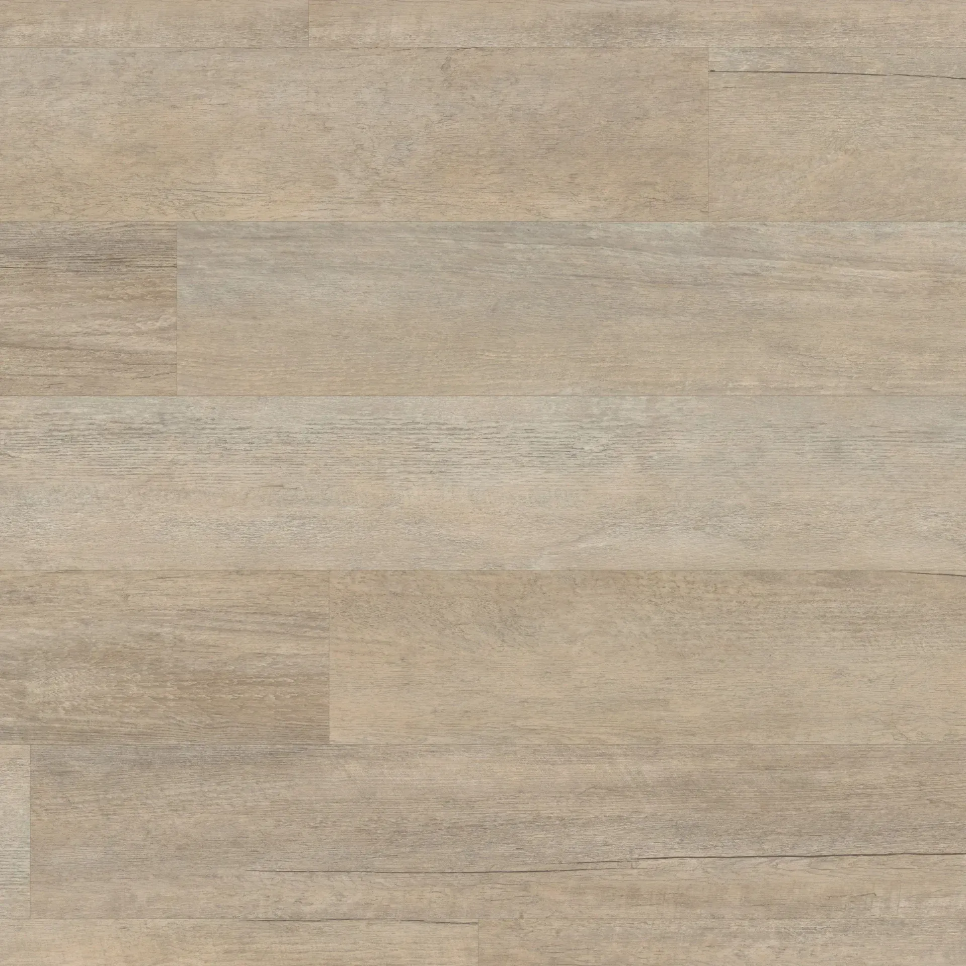 Coastline Oak