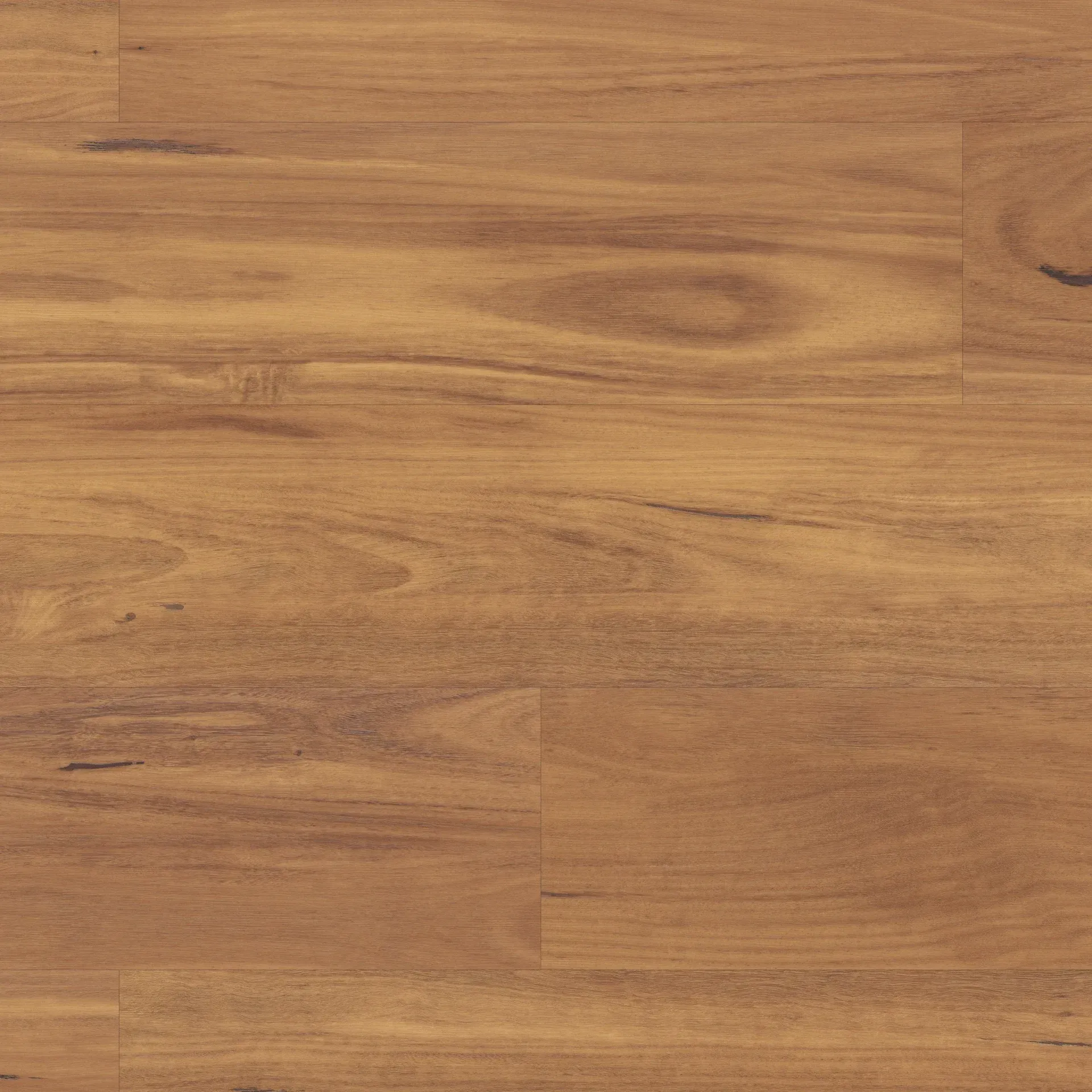 Embered Blackbutt