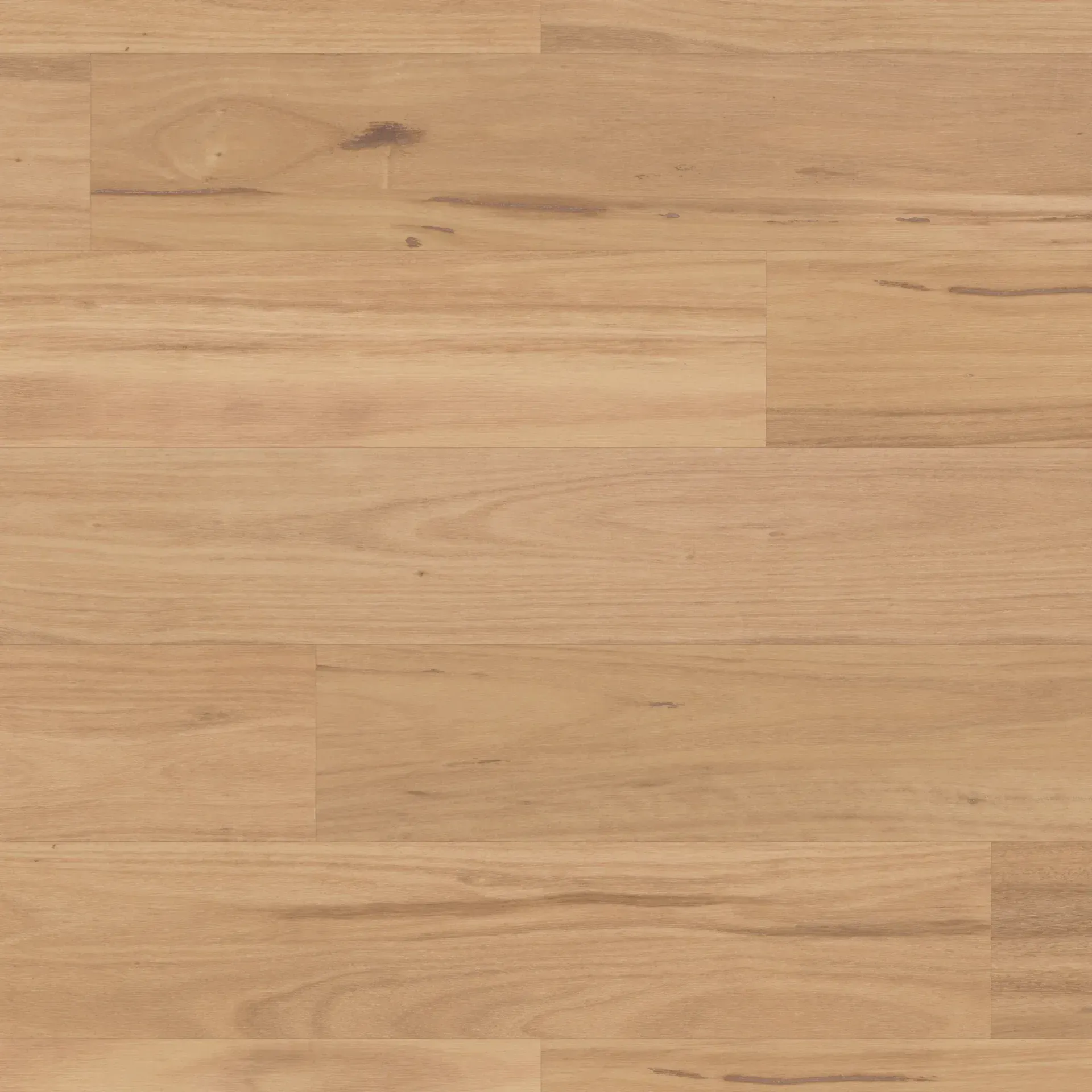 Eastern Blackbutt