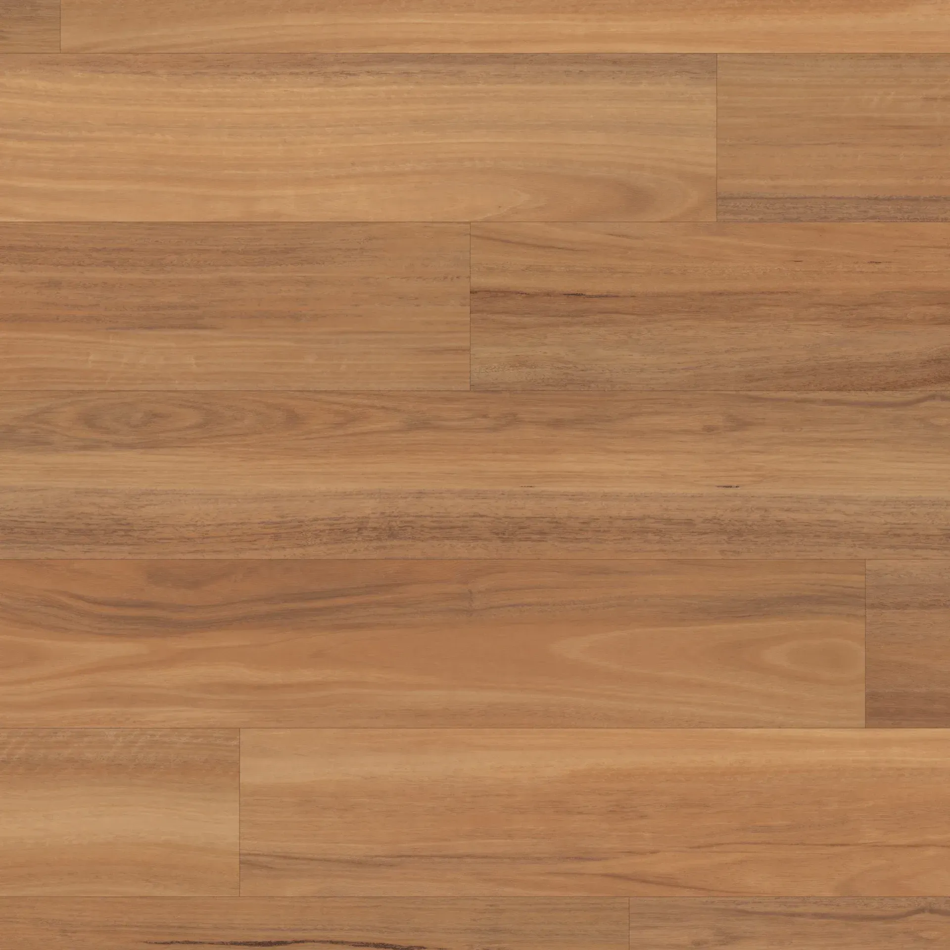 Northern Spotted Gum