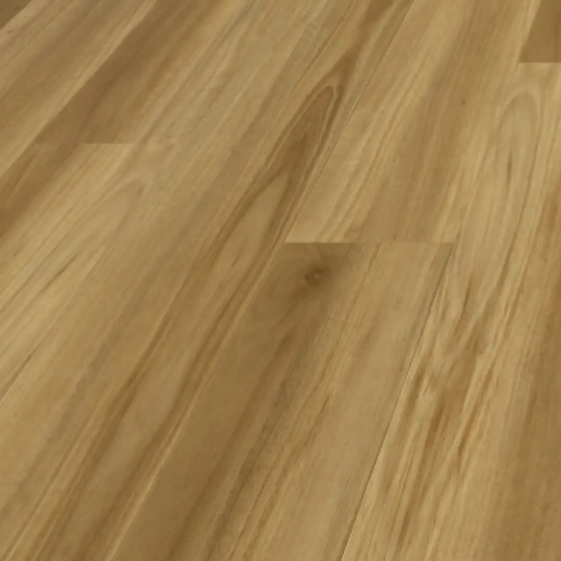 Blackbutt BV
