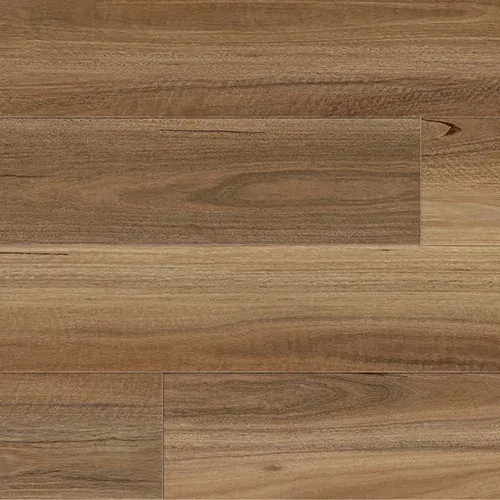 Northern Spotted Gum 977