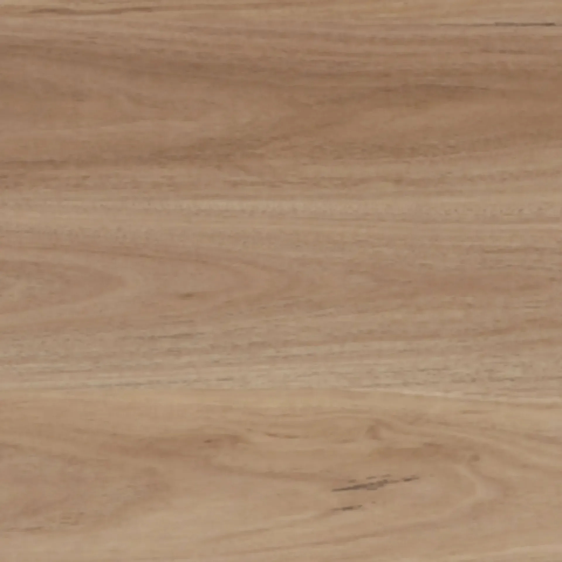 Blackbutt Avala