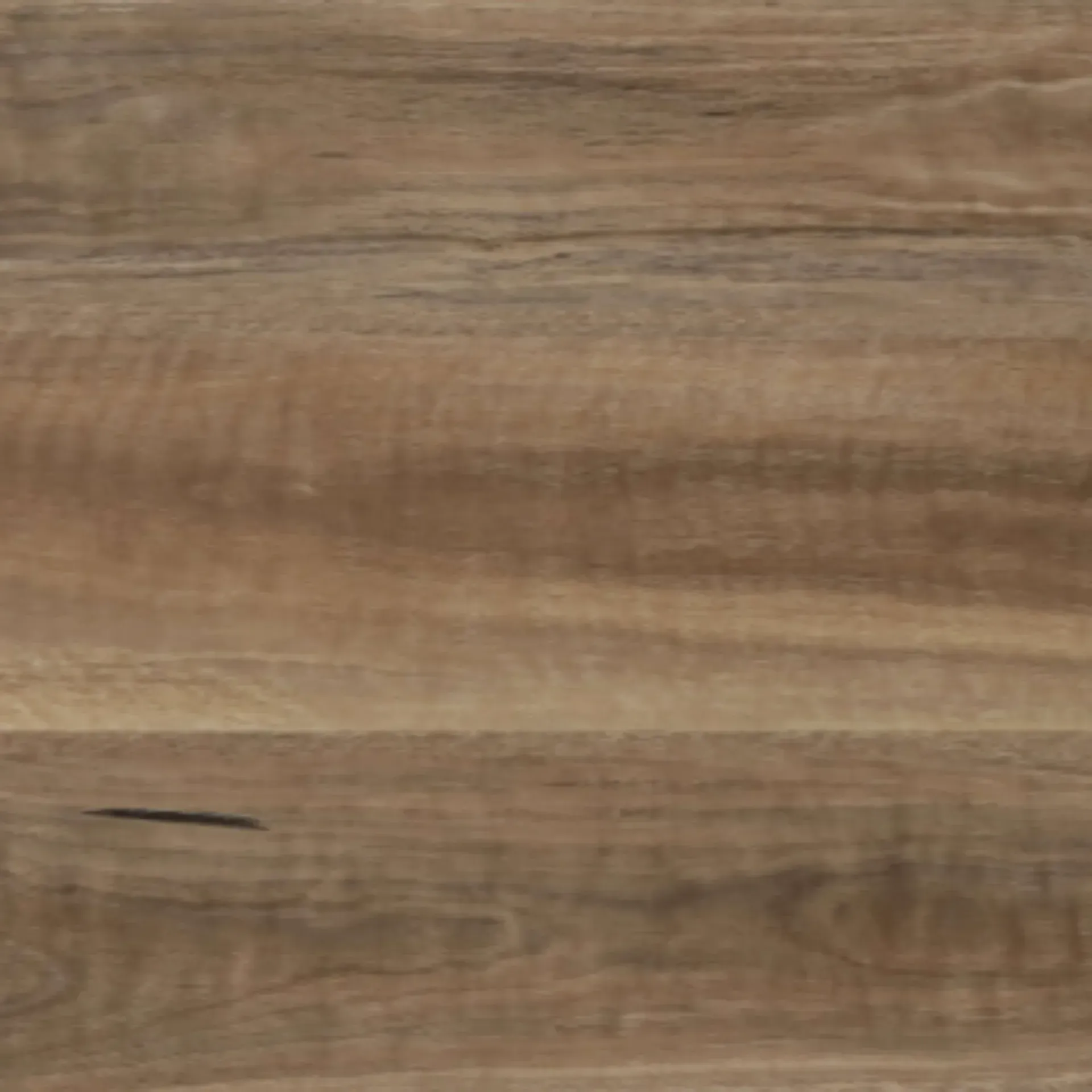 Spotted Gum Avala