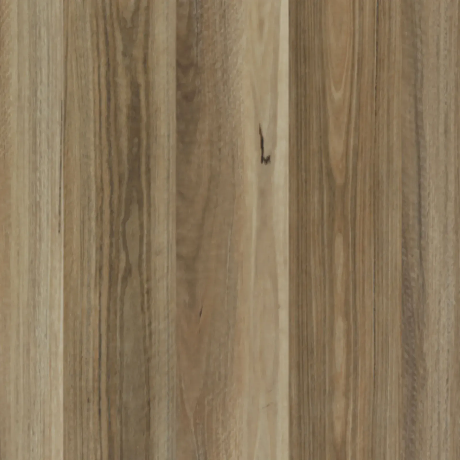 Spotted Gum LU