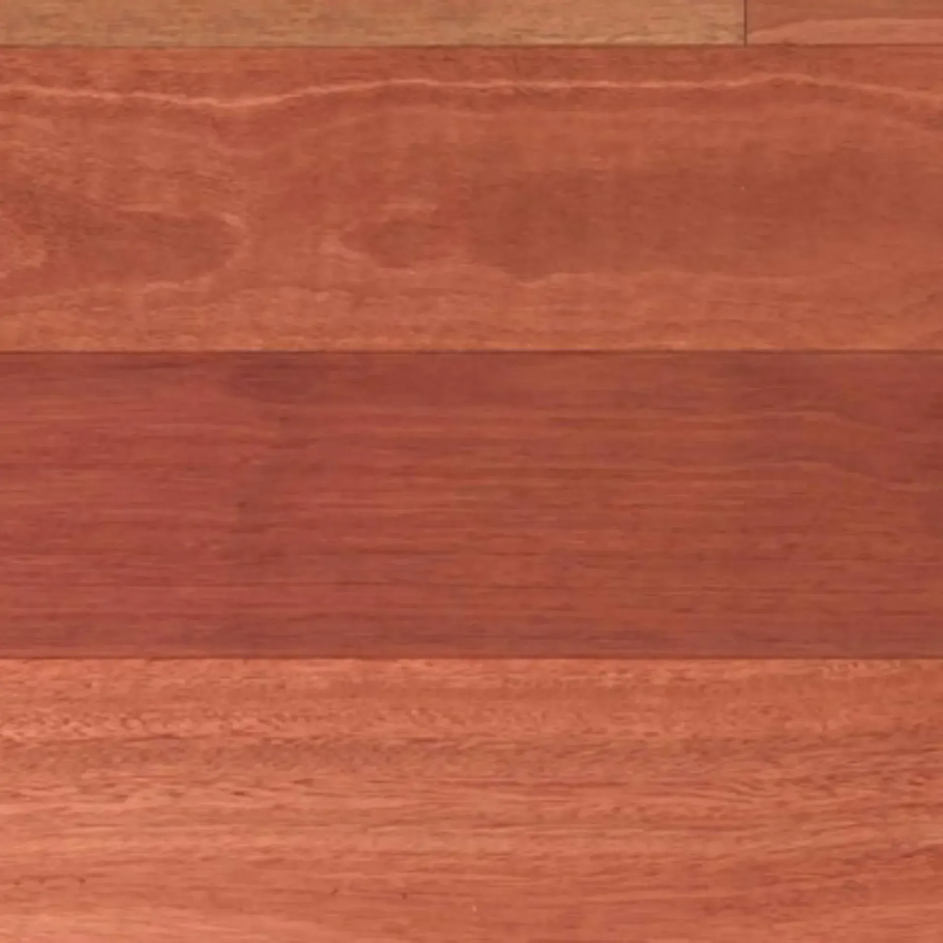 Sydney Blue Gum