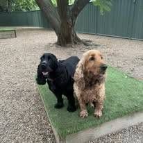 Two Cocker Spaniel Dogs Are Standing Next To Each Other — Yeppoon Boarding Kennels & Cattery In Farnborough, QLD