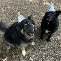 Two Dogs Wearing Party Hats — Yeppoon Boarding Kennels & Cattery In Farnborough, QLD
