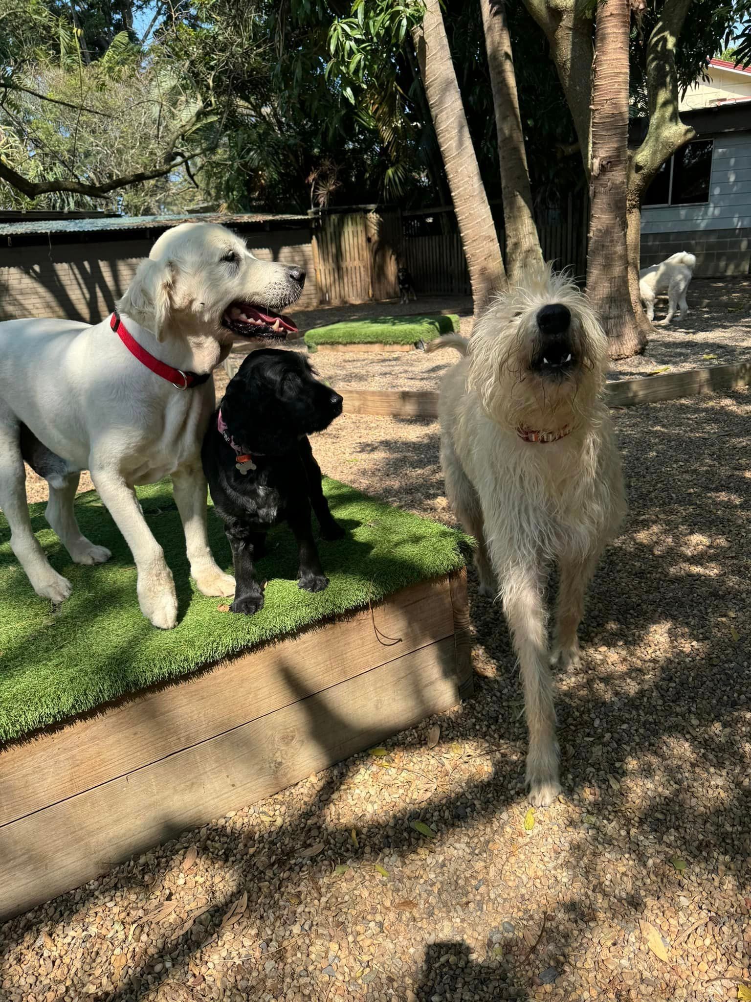 Three Dogs Are Standing Next To Each Other In A Park — Yeppoon Boarding Kennels & Cattery In Farnborough, QLD