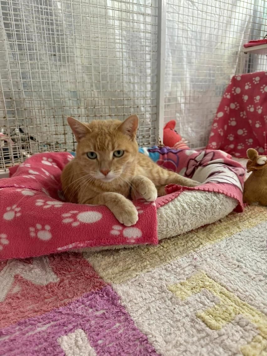 A Cat Is Laying In A Bed With A Pink Blanket โ Yeppoon Boarding Kennels & Cattery In Farnborough, QLD