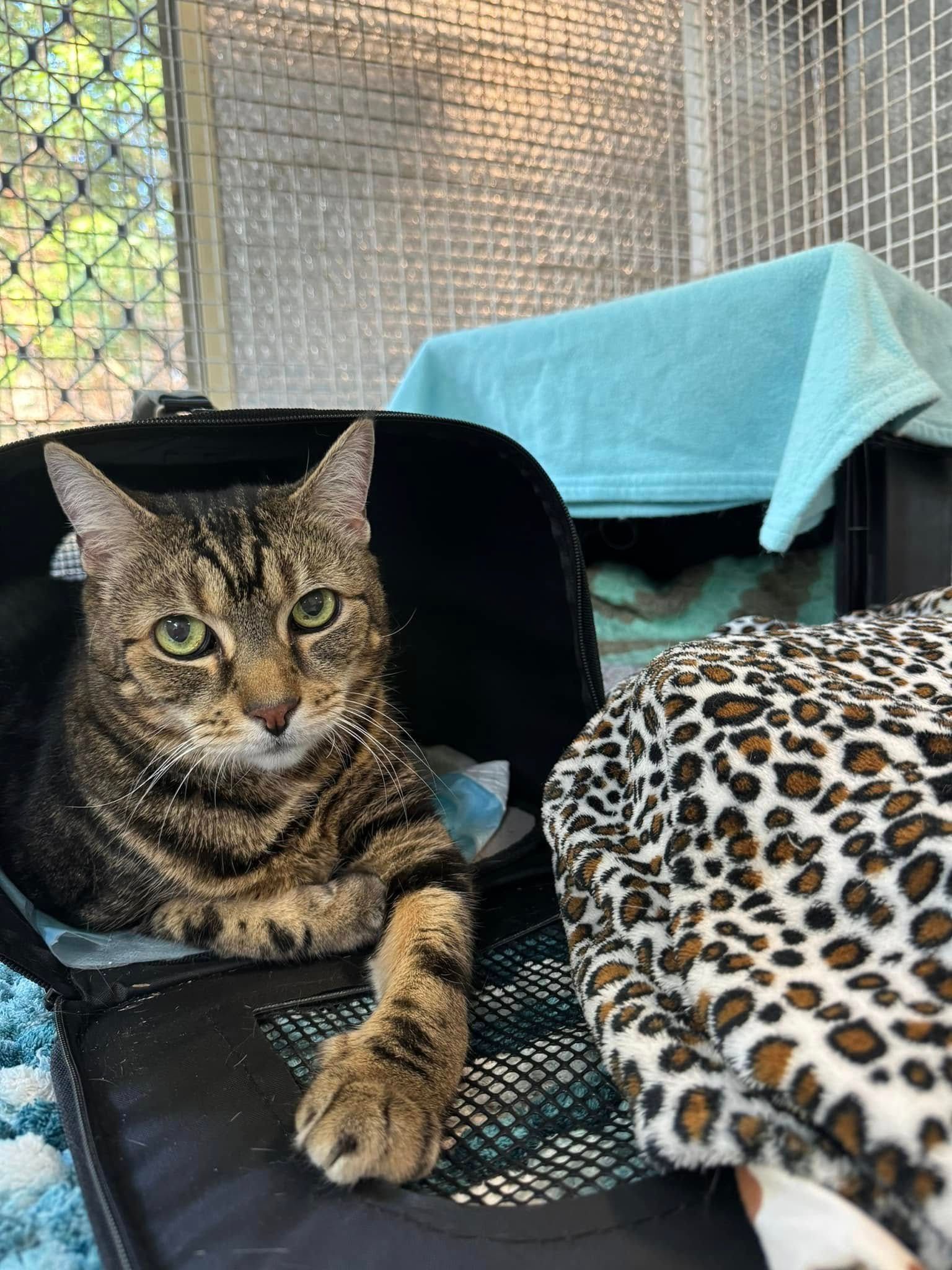 A Cat Is Laying In A Carrier Next To A Leopard Print Blanket โ Yeppoon Boarding Kennels & Cattery In Farnborough, QLD
