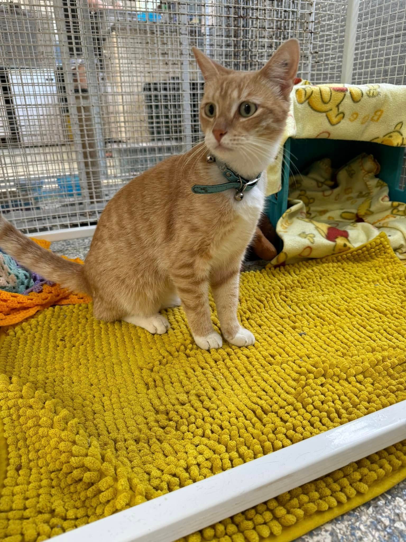 A Cat Is Sitting On A Yellow Mat In A Cage โ Yeppoon Boarding Kennels & Cattery In Farnborough, QLD