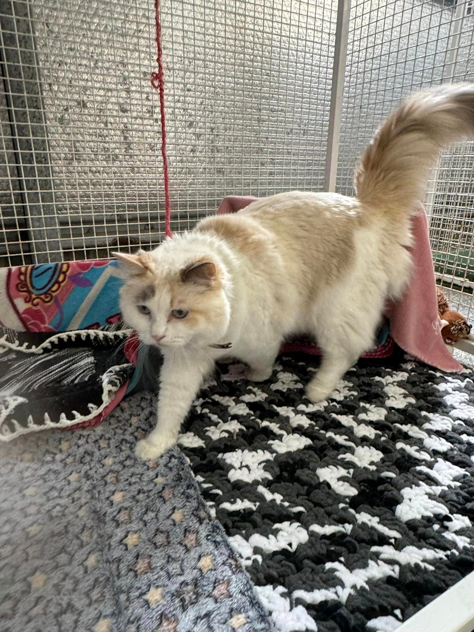 A White And Brown Cat Is Standing On A Checkered Rug In A Cage โ Yeppoon Boarding Kennels & Cattery In Farnborough, QLD